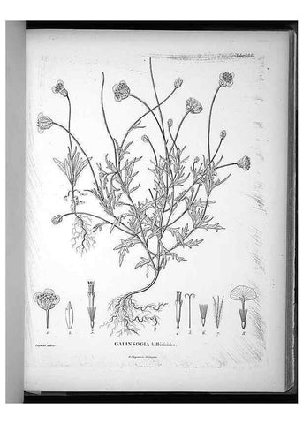Reproducción/Reproduction 49556018443: Nova genera et species plantarum :. Antverpiae :Ex officina Christophori Plantini ...,1576.. 