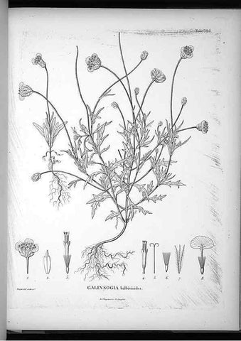 Reproducción/Reproduction 49556018443: Nova genera et species plantarum :. Antverpiae :Ex officina Christophori Plantini ...,1576.. 