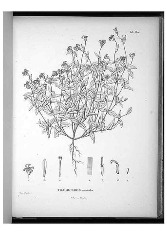 Reproducción/Reproduction 49556018248: Nova genera et species plantarum :. Antverpiae :Ex officina Christophori Plantini ...,1576.. 