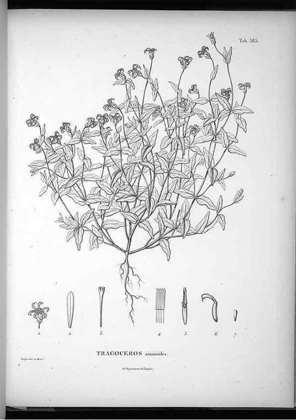Reproducción/Reproduction 49556018248: Nova genera et species plantarum :. Antverpiae :Ex officina Christophori Plantini ...,1576.. 