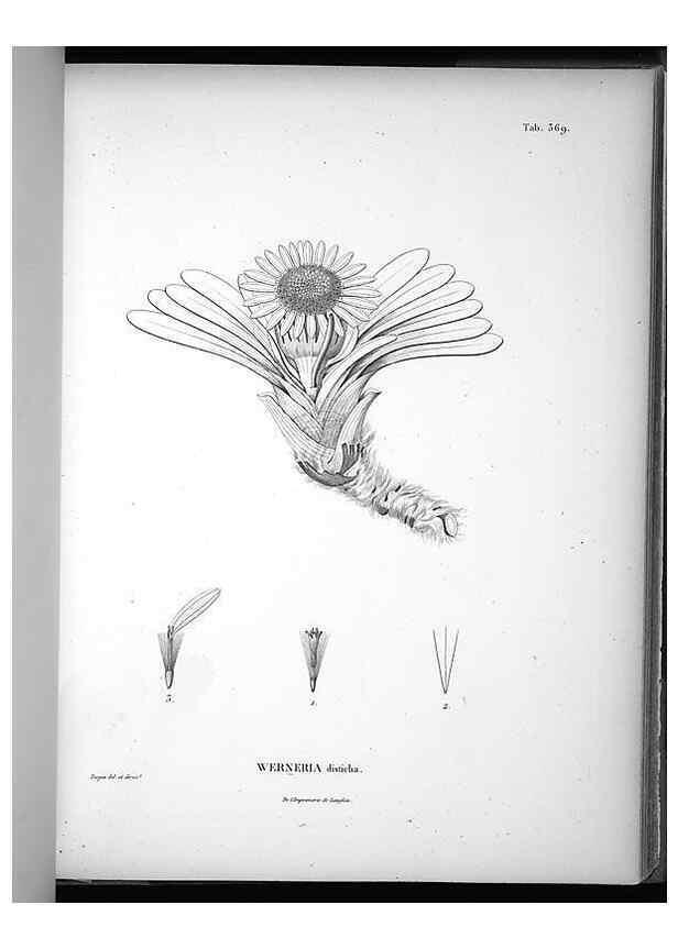 Reproducción/Reproduction 49556015163: Nova genera et species plantarum :. Antverpiae :Ex officina Christophori Plantini ...,1576.. 