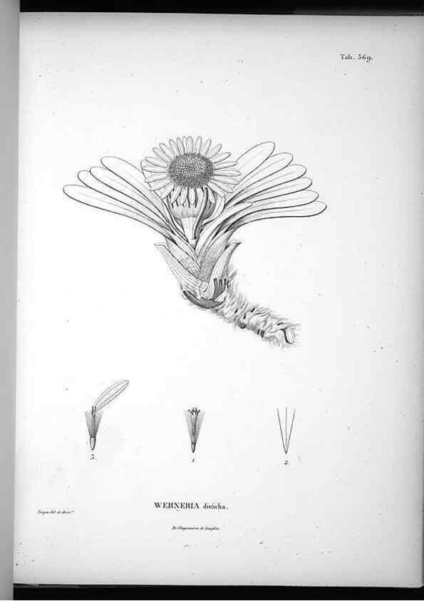 Reproducción/Reproduction 49556015163: Nova genera et species plantarum :. Antverpiae :Ex officina Christophori Plantini ...,1576.. 