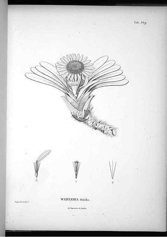 Reproducción/Reproduction 49556015163: Nova genera et species plantarum :. Antverpiae :Ex officina Christophori Plantini ...,1576.. 