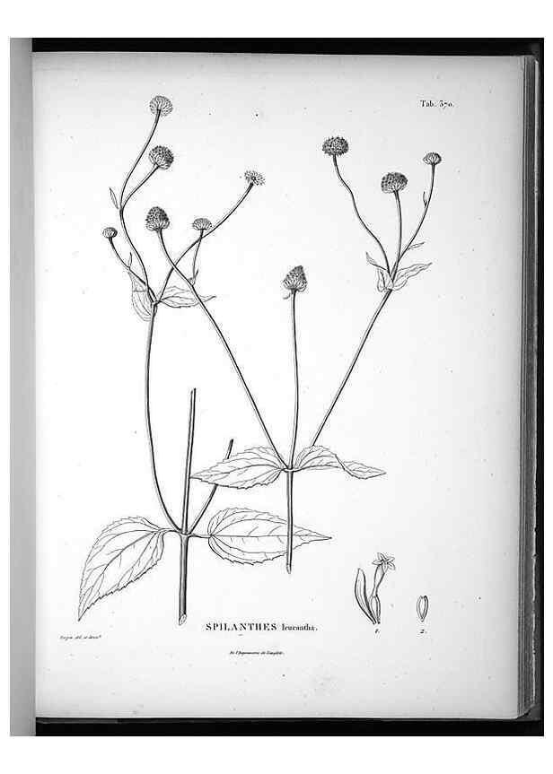 Reproducción/Reproduction 49556015338: Nova genera et species plantarum :. Antverpiae :Ex officina Christophori Plantini ...,1576.. 