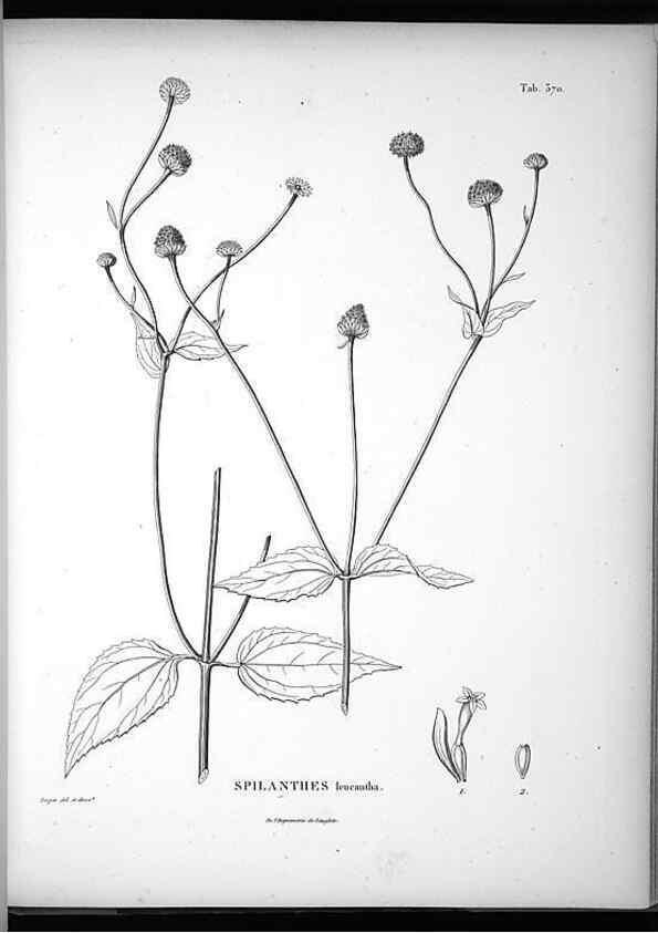 Reproducción/Reproduction 49556015338: Nova genera et species plantarum :. Antverpiae :Ex officina Christophori Plantini ...,1576.. 