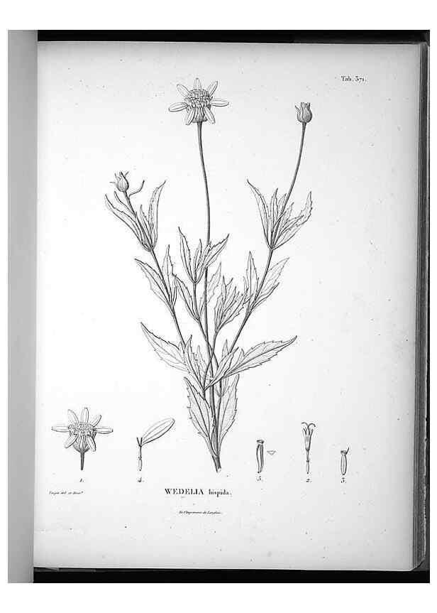 Reproducción/Reproduction 49556510681: Nova genera et species plantarum :. Antverpiae :Ex officina Christophori Plantini ...,1576.. 
