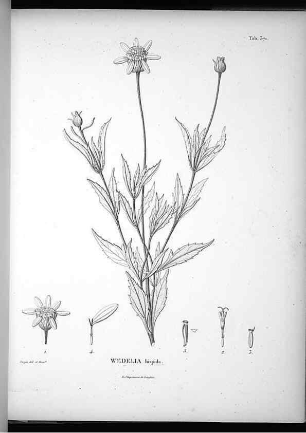 Reproducción/Reproduction 49556510681: Nova genera et species plantarum :. Antverpiae :Ex officina Christophori Plantini ...,1576.. 