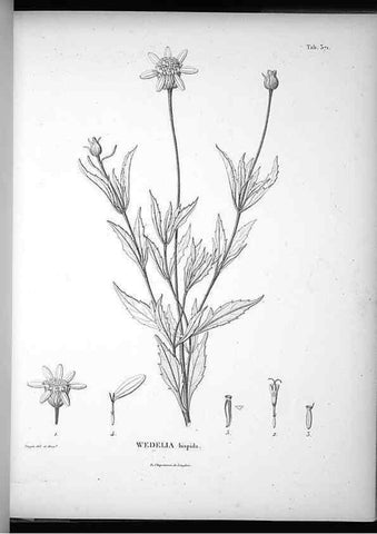 Reproducción/Reproduction 49556510681: Nova genera et species plantarum :. Antverpiae :Ex officina Christophori Plantini ...,1576.. 