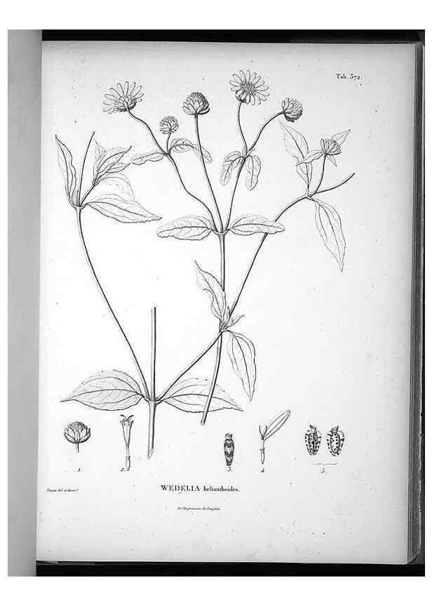 Reproducción/Reproduction 49556747667: Nova genera et species plantarum :. Antverpiae :Ex officina Christophori Plantini ...,1576.. 