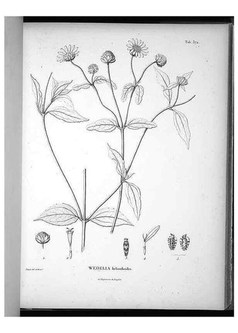 Reproducción/Reproduction 49556747667: Nova genera et species plantarum :. Antverpiae :Ex officina Christophori Plantini ...,1576.. 