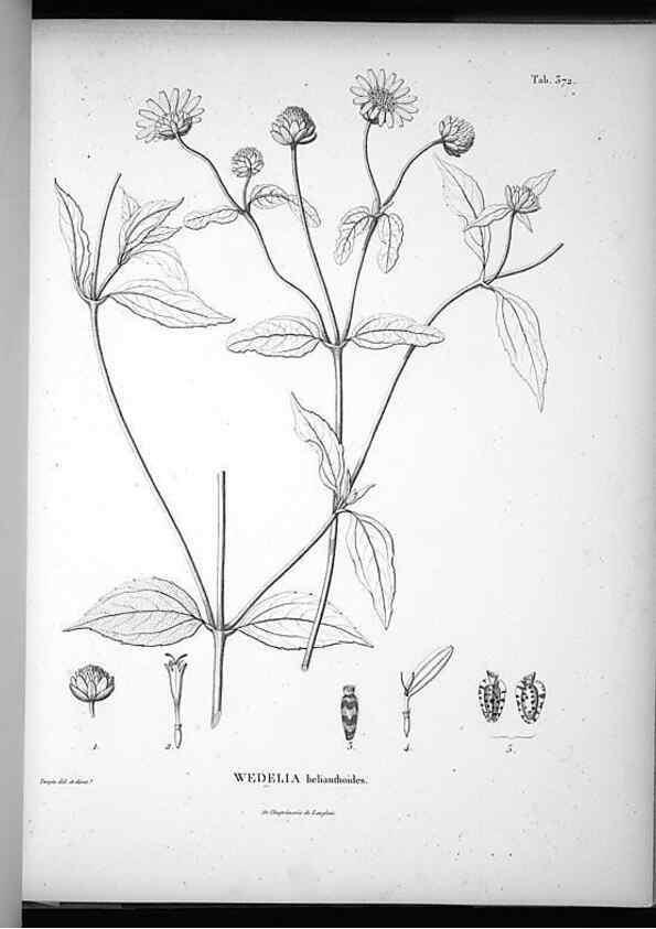 Reproducción/Reproduction 49556747667: Nova genera et species plantarum :. Antverpiae :Ex officina Christophori Plantini ...,1576.. 