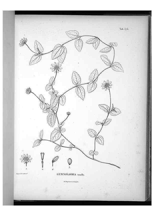 Reproducción/Reproduction 49556511131: Nova genera et species plantarum :. Antverpiae :Ex officina Christophori Plantini ...,1576.. 