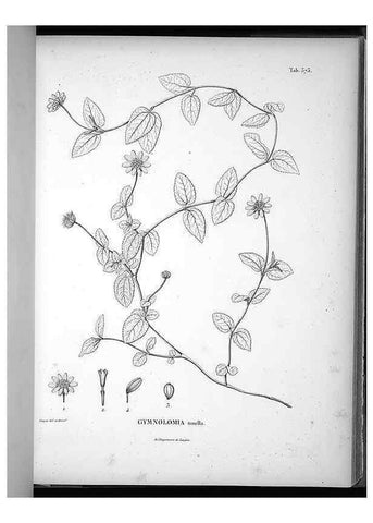 Reproducción/Reproduction 49556511131: Nova genera et species plantarum :. Antverpiae :Ex officina Christophori Plantini ...,1576.. 