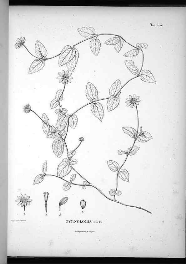 Reproducción/Reproduction 49556511131: Nova genera et species plantarum :. Antverpiae :Ex officina Christophori Plantini ...,1576.. 