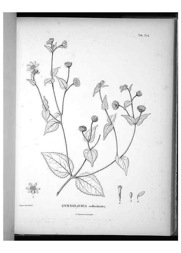 Reproducción/Reproduction 49556016078: Nova genera et species plantarum :. Antverpiae :Ex officina Christophori Plantini ...,1576.. 