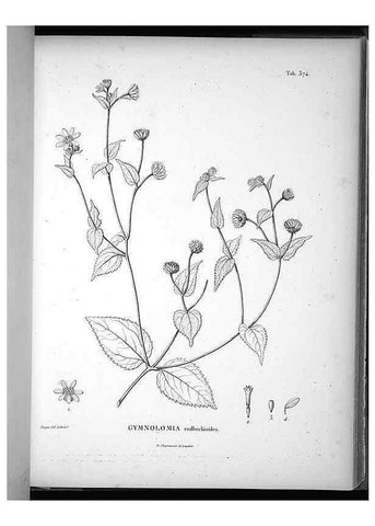 Reproducción/Reproduction 49556016078: Nova genera et species plantarum :. Antverpiae :Ex officina Christophori Plantini ...,1576.. 