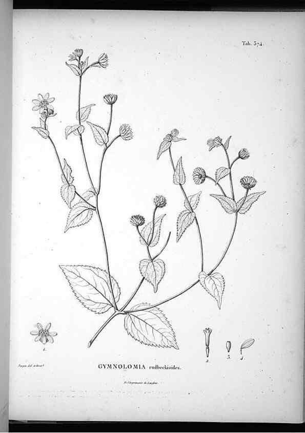 Reproducción/Reproduction 49556016078: Nova genera et species plantarum :. Antverpiae :Ex officina Christophori Plantini ...,1576.. 