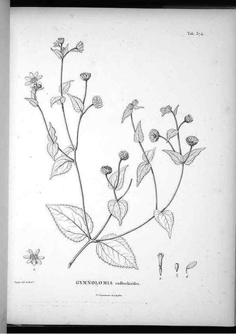 Reproducción/Reproduction 49556016078: Nova genera et species plantarum :. Antverpiae :Ex officina Christophori Plantini ...,1576.. 