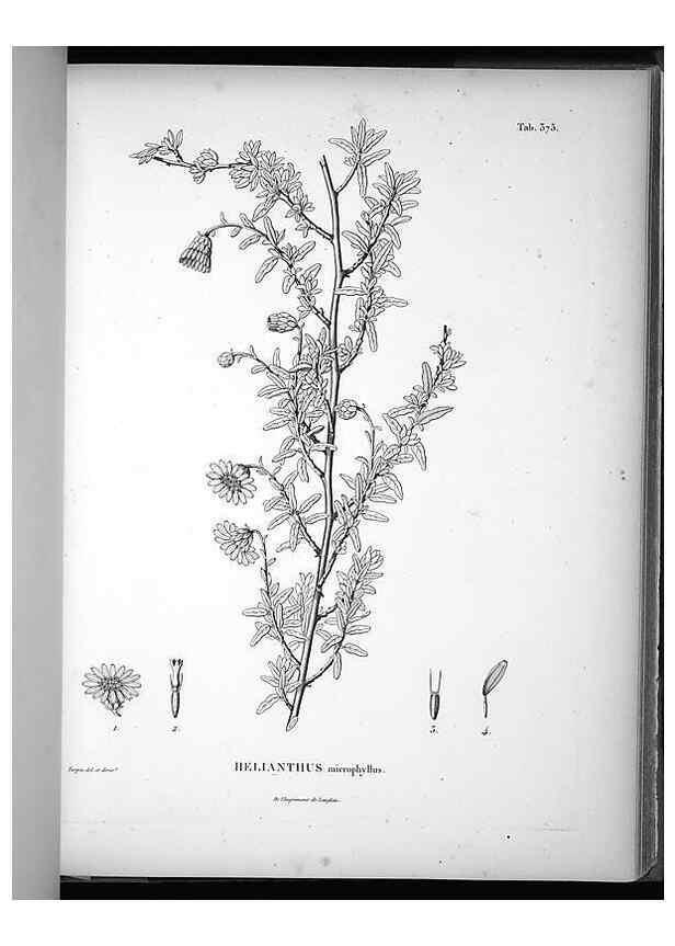 Reproducción/Reproduction 49556748182: Nova genera et species plantarum :. Antverpiae :Ex officina Christophori Plantini ...,1576.. 
