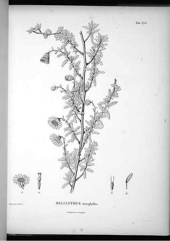Reproducción/Reproduction 49556748182: Nova genera et species plantarum :. Antverpiae :Ex officina Christophori Plantini ...,1576.. 