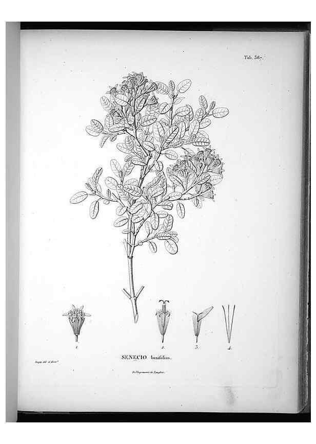 Reproducción/Reproduction 49556014763: Nova genera et species plantarum :. Antverpiae :Ex officina Christophori Plantini ...,1576.. 