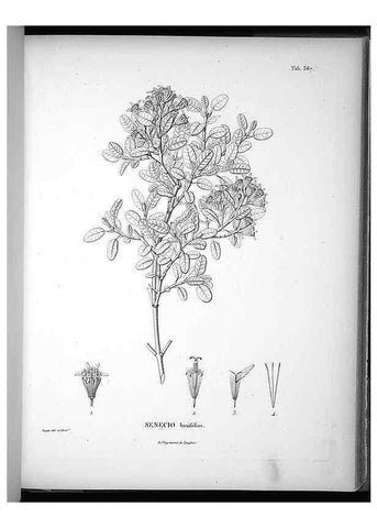 Reproducción/Reproduction 49556014763: Nova genera et species plantarum :. Antverpiae :Ex officina Christophori Plantini ...,1576.. 