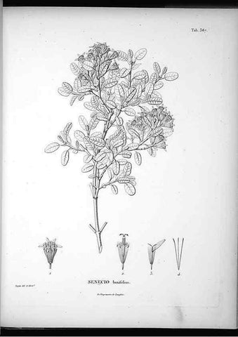 Reproducción/Reproduction 49556014763: Nova genera et species plantarum :. Antverpiae :Ex officina Christophori Plantini ...,1576.. 