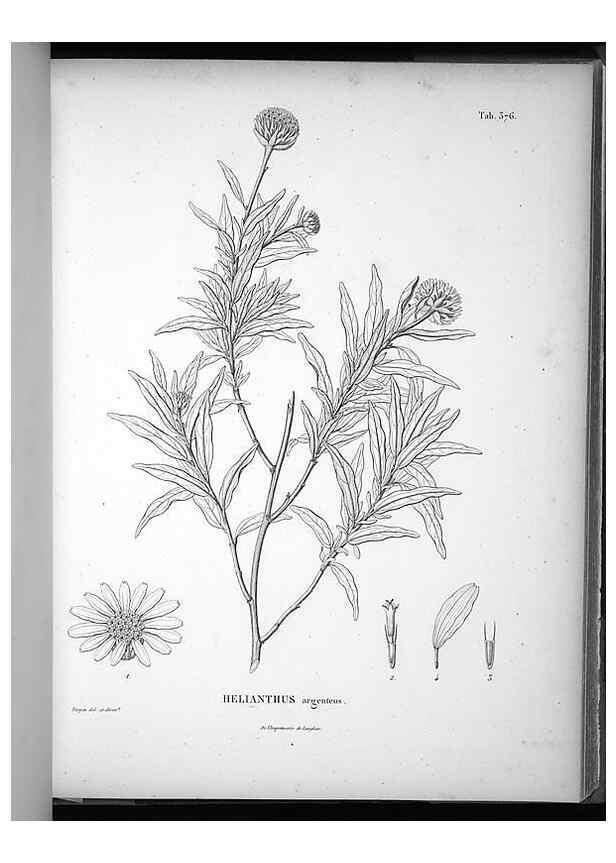 Reproducción/Reproduction 49556748377: Nova genera et species plantarum :. Antverpiae :Ex officina Christophori Plantini ...,1576.. 