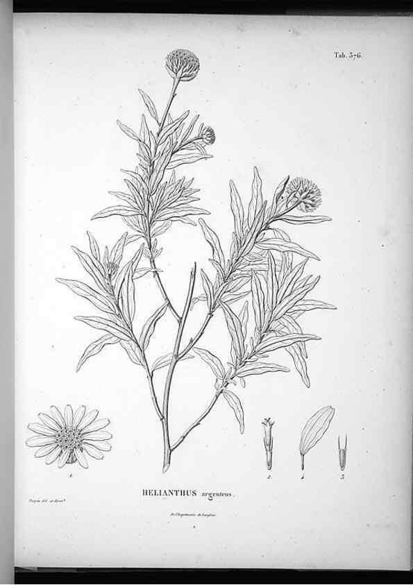 Reproducción/Reproduction 49556748377: Nova genera et species plantarum :. Antverpiae :Ex officina Christophori Plantini ...,1576.. 