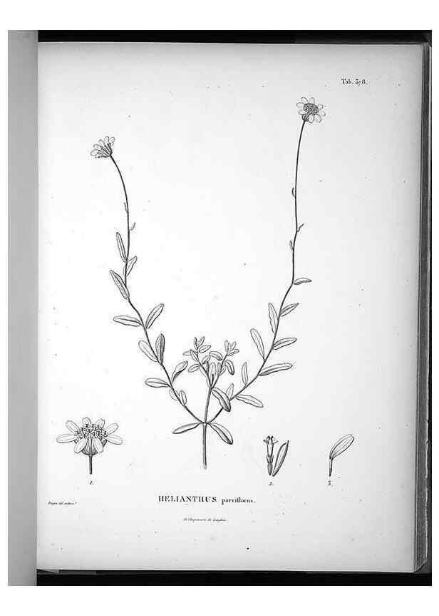 Reproducción/Reproduction 49556512321: Nova genera et species plantarum :. Antverpiae :Ex officina Christophori Plantini ...,1576.. 