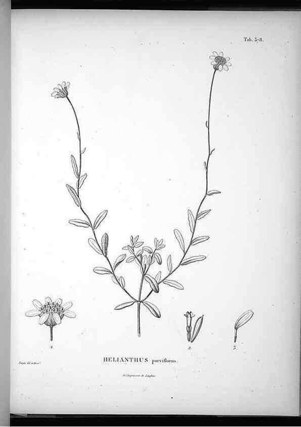 Reproducción/Reproduction 49556512321: Nova genera et species plantarum :. Antverpiae :Ex officina Christophori Plantini ...,1576.. 