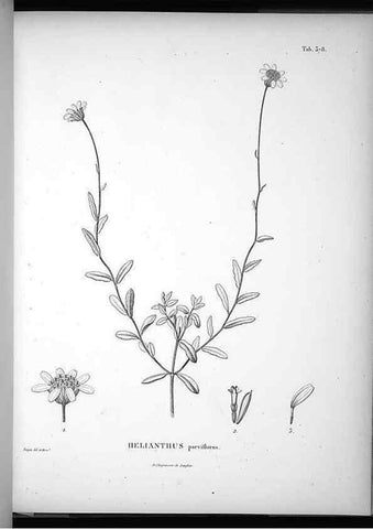 Reproducción/Reproduction 49556512321: Nova genera et species plantarum :. Antverpiae :Ex officina Christophori Plantini ...,1576.. 
