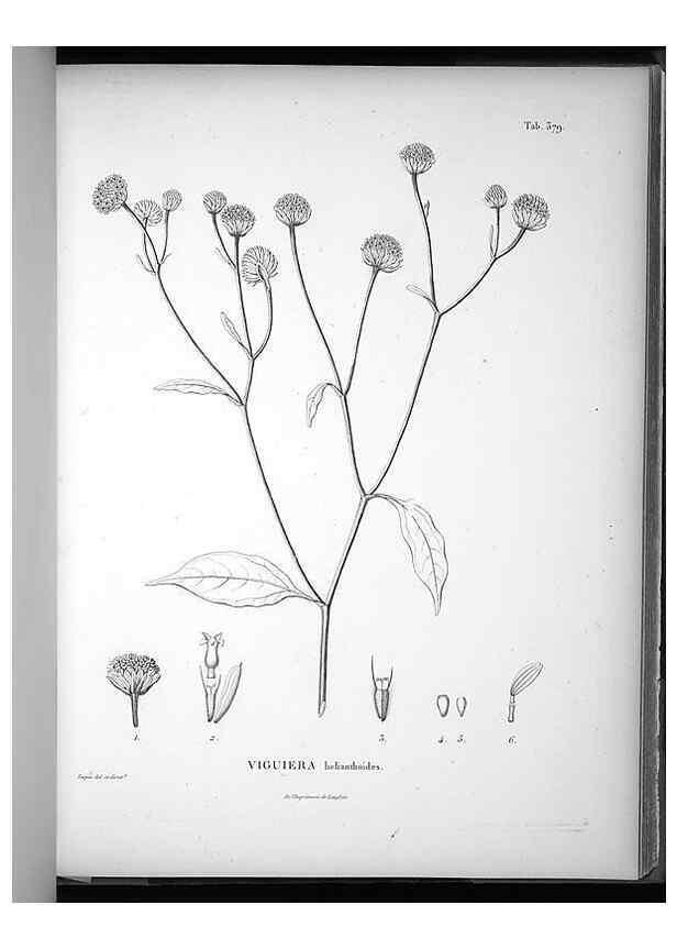 Reproducción/Reproduction 49556749107: Nova genera et species plantarum :. Antverpiae :Ex officina Christophori Plantini ...,1576.. 