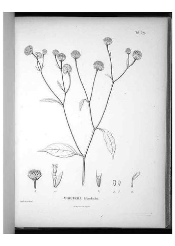 Reproducción/Reproduction 49556749107: Nova genera et species plantarum :. Antverpiae :Ex officina Christophori Plantini ...,1576.. 