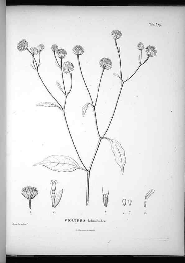 Reproducción/Reproduction 49556749107: Nova genera et species plantarum :. Antverpiae :Ex officina Christophori Plantini ...,1576.. 