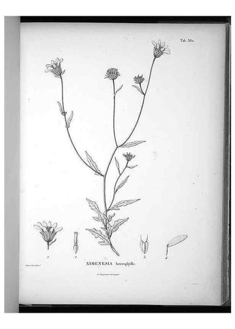 Reproducción/Reproduction 49556017228: Nova genera et species plantarum :. Antverpiae :Ex officina Christophori Plantini ...,1576.. 