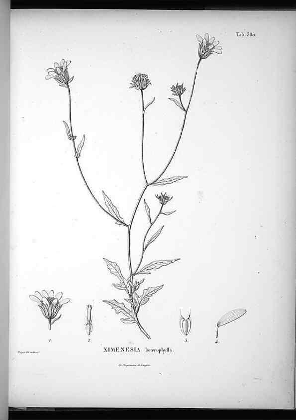 Reproducción/Reproduction 49556017228: Nova genera et species plantarum :. Antverpiae :Ex officina Christophori Plantini ...,1576.. 