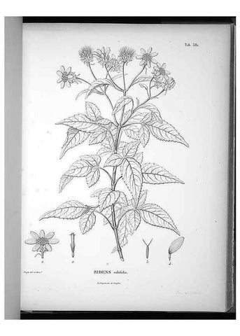 Reproducción/Reproduction 49556512891: Nova genera et species plantarum :. Antverpiae :Ex officina Christophori Plantini ...,1576.. 