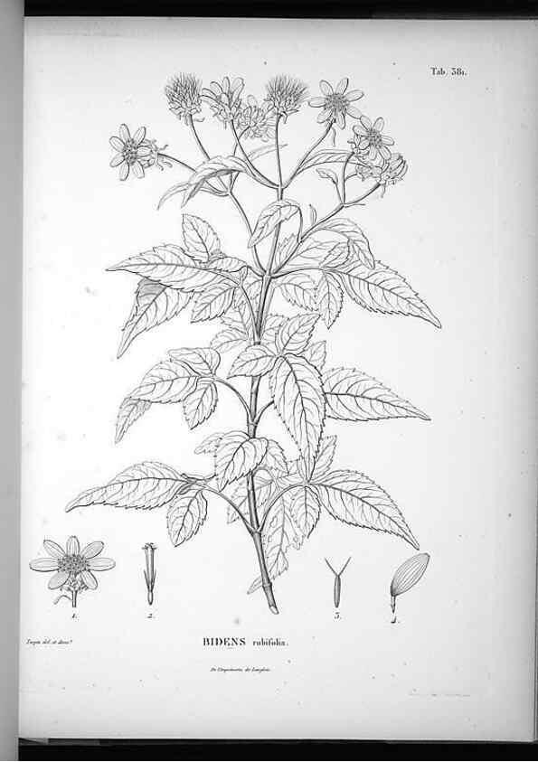 Reproducción/Reproduction 49556512891: Nova genera et species plantarum :. Antverpiae :Ex officina Christophori Plantini ...,1576.. 