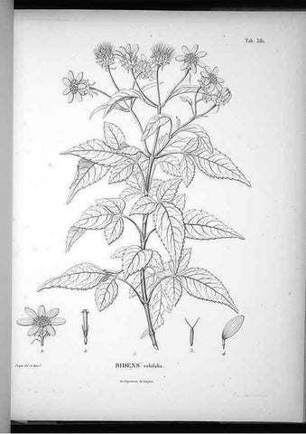 Reproducción/Reproduction 49556512891: Nova genera et species plantarum :. Antverpiae :Ex officina Christophori Plantini ...,1576.. 