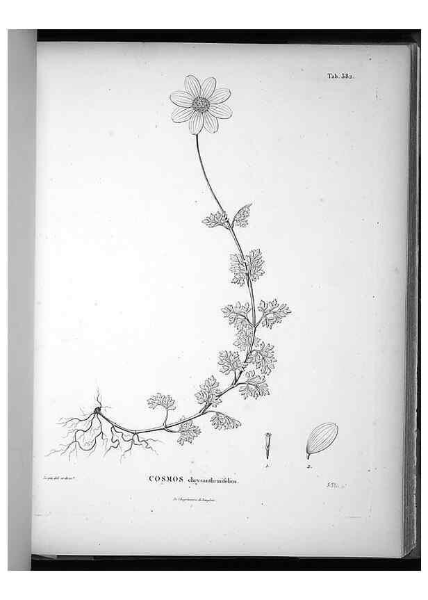 Reproducción/Reproduction 49556749772: Nova genera et species plantarum :. Antverpiae :Ex officina Christophori Plantini ...,1576.. 