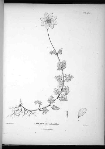 Reproducción/Reproduction 49556749772: Nova genera et species plantarum :. Antverpiae :Ex officina Christophori Plantini ...,1576.. 