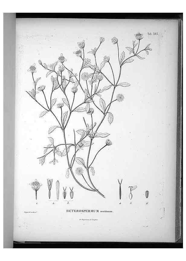 Reproducción/Reproduction 49556749992: Nova genera et species plantarum :. Antverpiae :Ex officina Christophori Plantini ...,1576.. 