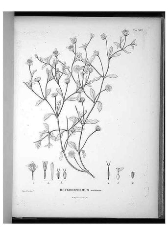 Reproducción/Reproduction 49556749992: Nova genera et species plantarum :. Antverpiae :Ex officina Christophori Plantini ...,1576.. 