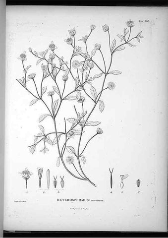 Reproducción/Reproduction 49556749992: Nova genera et species plantarum :. Antverpiae :Ex officina Christophori Plantini ...,1576.. 