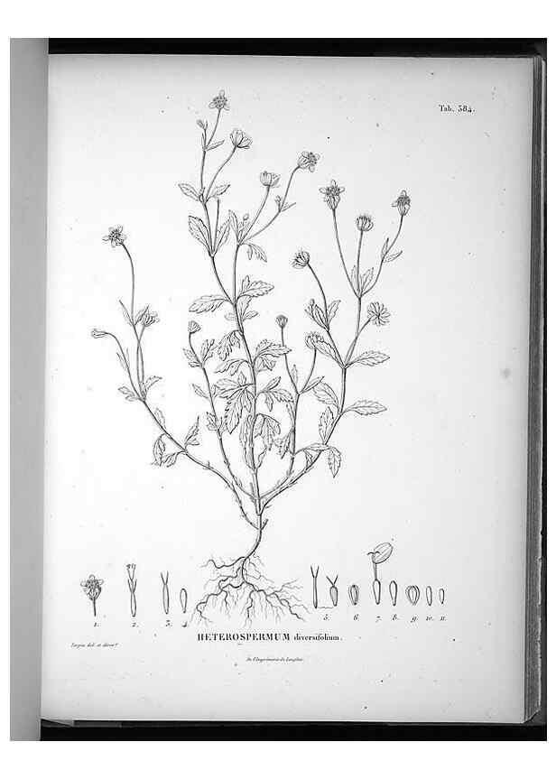 Reproducción/Reproduction 49556750177: Nova genera et species plantarum :. Antverpiae :Ex officina Christophori Plantini ...,1576.. 