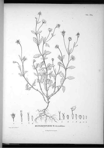 Reproducción/Reproduction 49556750177: Nova genera et species plantarum :. Antverpiae :Ex officina Christophori Plantini ...,1576.. 