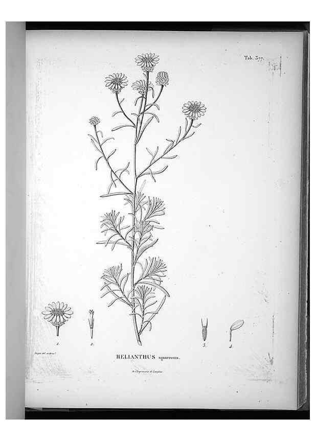Reproducción/Reproduction 49556016773: Nova genera et species plantarum :. Antverpiae :Ex officina Christophori Plantini ...,1576.. 