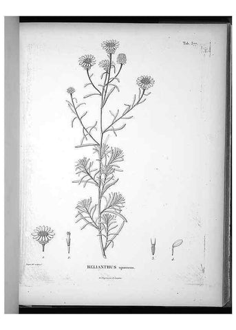 Reproducción/Reproduction 49556016773: Nova genera et species plantarum :. Antverpiae :Ex officina Christophori Plantini ...,1576.. 
