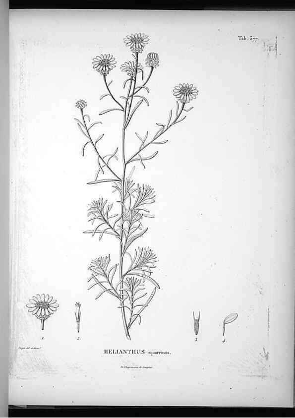 Reproducción/Reproduction 49556016773: Nova genera et species plantarum :. Antverpiae :Ex officina Christophori Plantini ...,1576.. 